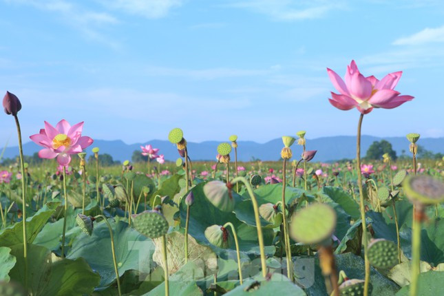 Giữa ao sen có hàng nghìn đài sen, nhưng bằng kinh nghiệm, người dân có thể nhận biết đài sen nào đã già.