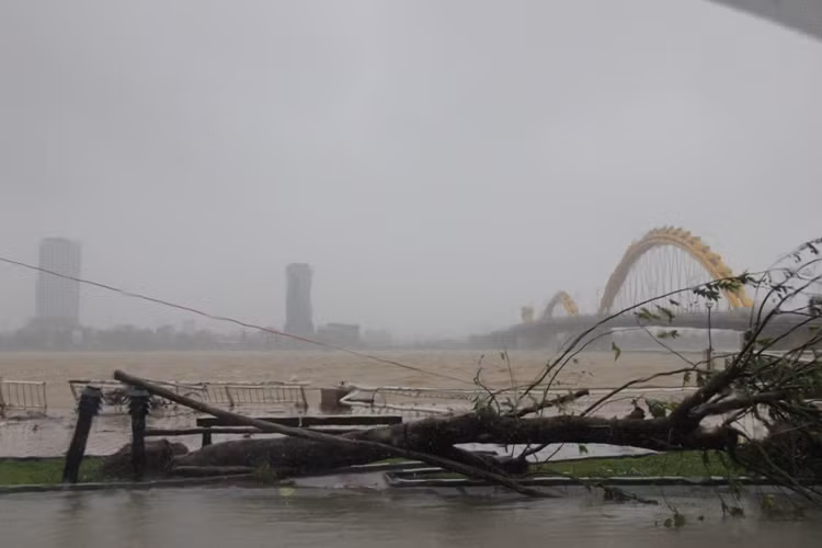 Hàng cây xanh trên đường Trần Hưng Đạo (dọc sông Hàn) bị gãy đổ