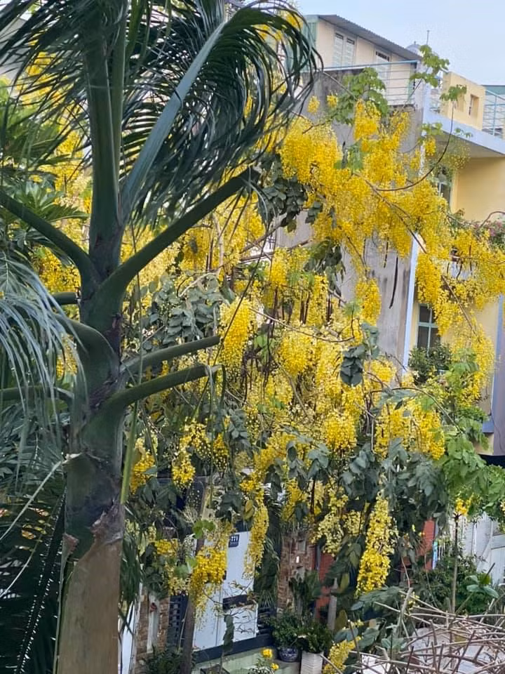 Ngoài ra, cô còn trồng thêm những loại cây xanh phủ xanh bóng mát.