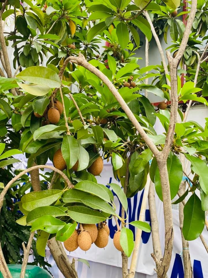 Những loại trái cây được chăm sóc cẩn thận, không sử dụng thuốc trừ sâu.