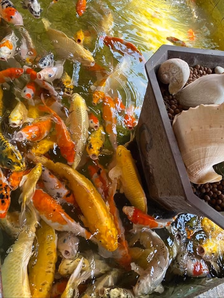 Đặc biệt, cô còn thiết kế một hồ cá koi lớn.