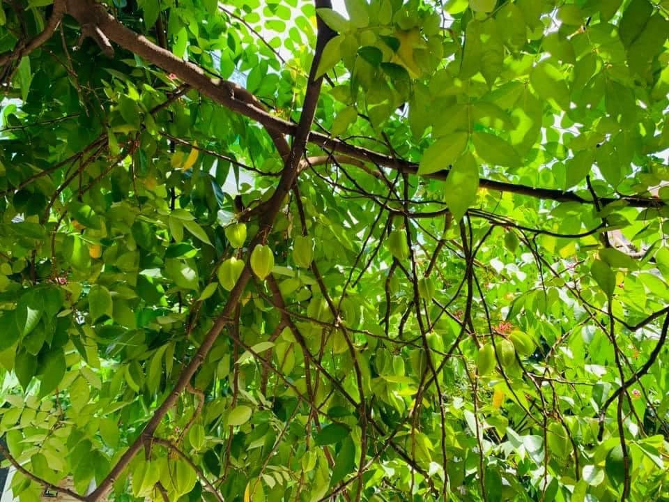 Ngoài ra, cô còn trồng thêm nhiều loại cây ăn trái.