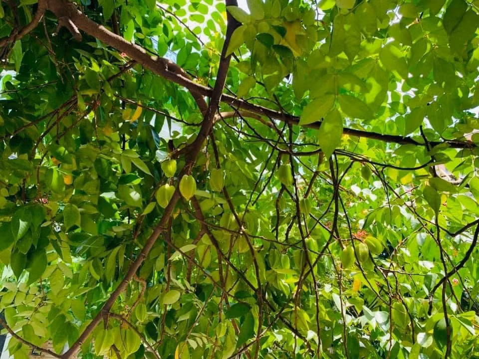 Ngoài ra, cô còn trồng thêm nhiều loại cây ăn trái.