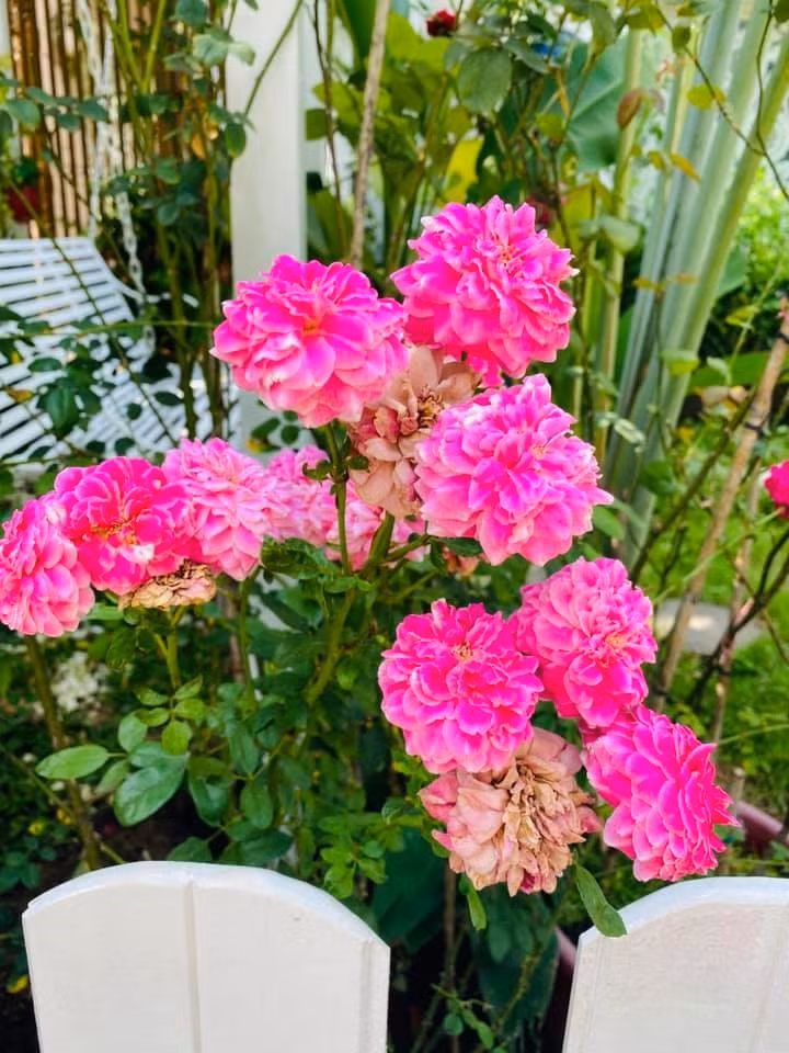 Vy Oanh cho trồng đủ loại hoa dọc theo nhà với nhiều sắc màu khác nhau. Mỗi khi hoa nở, cả khu vườn như ngập tràn trong mùi hương thơm mát vô cùng dễ chịu.