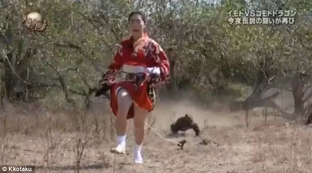 Người phụ nữ Nhật mặc kimono phải chạy “bán sống, bán chết” khỏi rồng Komodo để giữ tính mạng, rồng Komodo là loài thằn lằn lớn nhất thế giới.