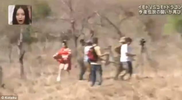 Con vật chạy nhanh như phi tiêu về phía trước theo hướng miếng thịt, còn cô gái mặc kimono cũng nhanh chóng chạy nước rút.