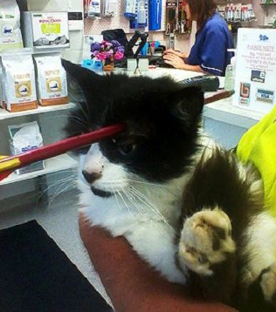 Chú mèo Moo Moo cũng bị tên đâm qua đầu nhưng vẫn sống sót.