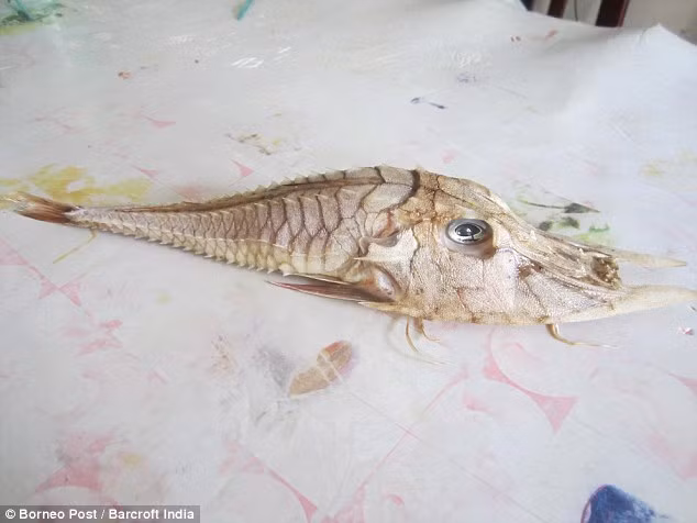 Các gai này có kích cỡ nhỏ dần về phía đuôi.