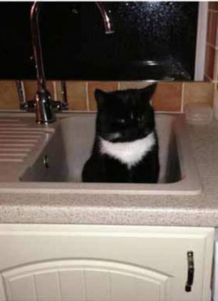 Bồn rửa cũng là nơi pose hình ưa thích của mèo.