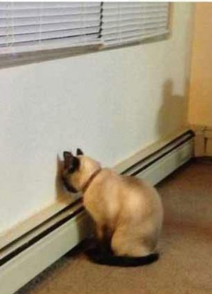 Mèo tủi thân ở 1 góc nhà.