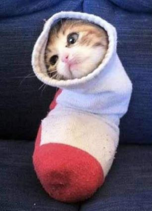 Hình ảnh hài hước của một con mèo bọc tròn trong chiếc vớ.