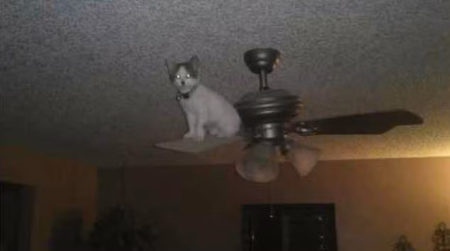 Con mèo mạo hiểm trên mép của một cánh quạt trần.