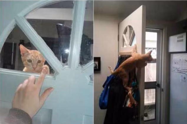 Sự thật đằng sau hình ảnh đáng yêu.