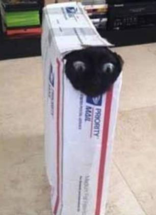 Chú mèo này lại được phân phối trong một bưu kiện.