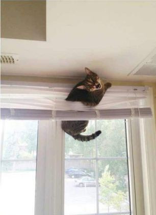 Chui người qua rèm cửa sổ.