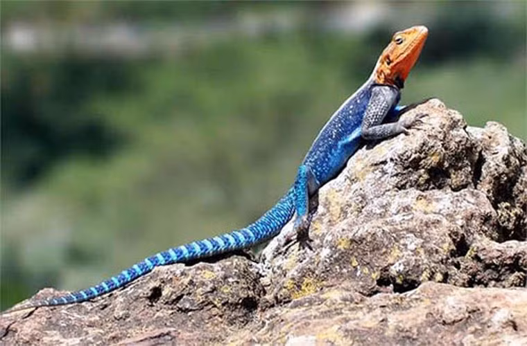 Thằn lằn Agama được gọi là thằn lằn siêu nhân vì có màu sắc có thể giống với nhân vật Superman trong một bộ phim của Mỹ.