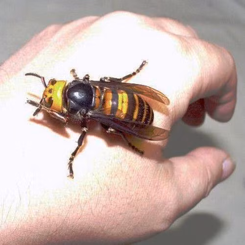 Loài này có kích thước cơ thể rất lớn, bằng một ngón tay cái.