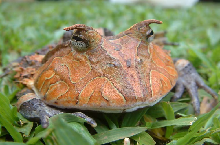 Mỗi lần sinh sản con cái có thể đẻ được 1000 trứng.