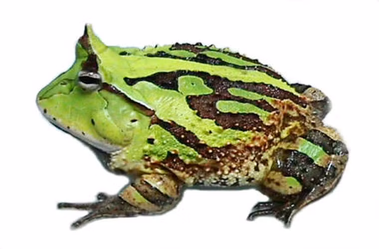 Sở dĩ gọi đây là ếch vuông bởi loài này có chiều dài và chiều ngang cơ thể bằng nhau.