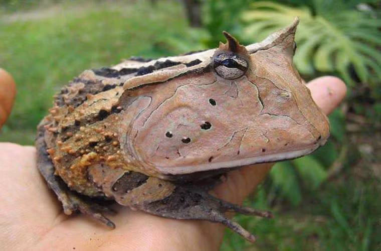 Thức ăn chủ yếu của nó là ốc, ếch con, chuột nhắt...