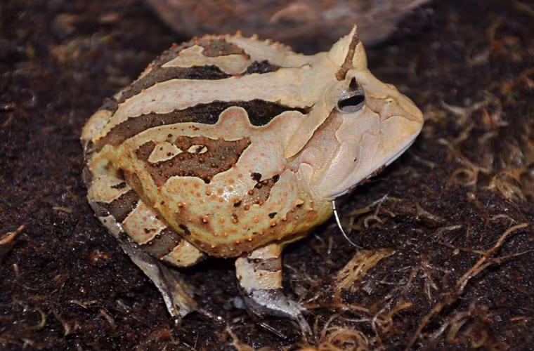 Chúng dành đến nửa thời gian vùi mình trong đất.