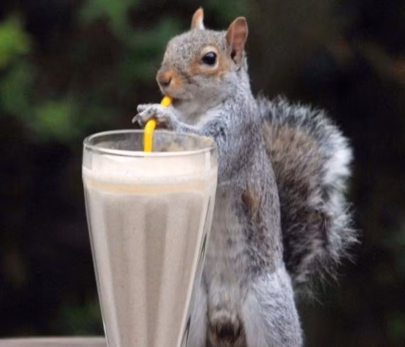 Ly sinh tố này thật hợp với sóc.