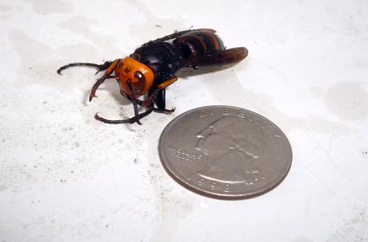 Ngòi của nó dài 6mm, cùng với chất độc, đủ khiến bạn chết ngất vì đau đớn khi bị đốt.