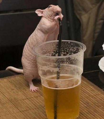 Dường như chú chuột này rất thích thưởng thức cốc bia theo cách của riêng mình.
