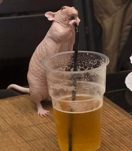 Dường như chú chuột này rất thích thưởng thức cốc bia theo cách của riêng mình.
