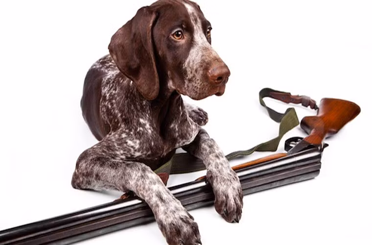 Chú chó bên cạnh khẩu súng săn.