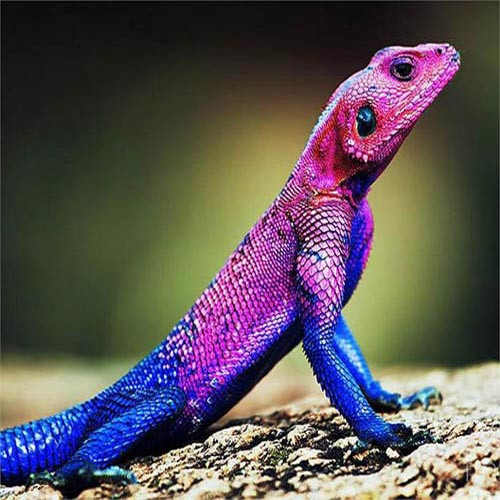 Khi trời nóng, thằn lằn thường nằm phơi nắng trên những tảng đá lớn hoặc trên các sườn đồi. Môi trường sống của chúng là những nơi có độ cao, thậm chí xung quanh môi trường sống của con người. Chúng ẩn nấp dưới những tảng đá lớn và thường dùng đó là nơi cọ, tẩy các tế bào chết trên da.