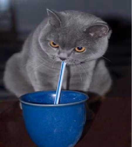 Chú mèo có bộ mặt rất "nghiêm túc" khi đang thưởng thức đồ uống.