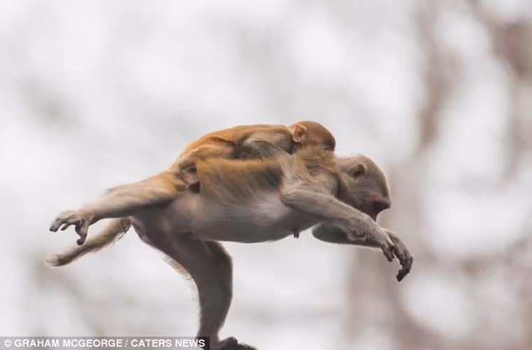 Những con khỉ con sợ hãi ôm chặt lấy mẹ khi mẹ nó đang thực hiện cuộc phiêu lưu mạo hiểm.