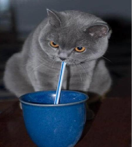 Chú mèo có bộ mặt rất "nghiêm túc" khi đang thưởng thức đồ uống.