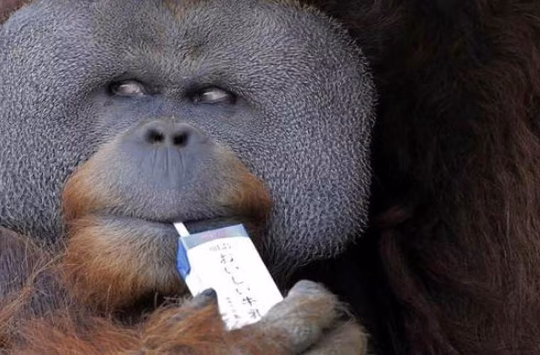 Đười ươi Sumatra có vẻ không bận tâm lắm đến thứ nước mình đang uống.