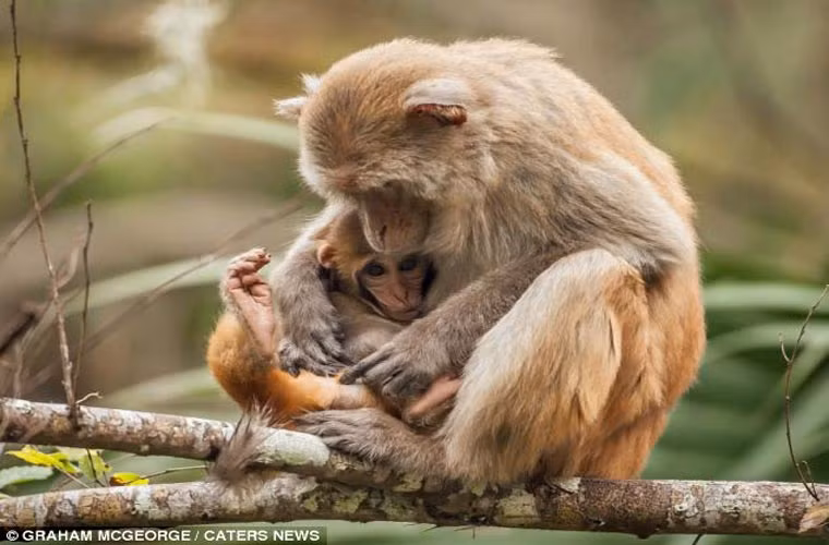 Hú vía vì đã thực hiện cuộc vượt sông thành công, cả đàn khỉ ngồi nghỉ ngơi, dưỡng sức.