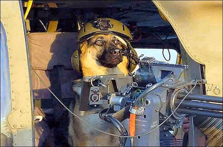 Chú chó bên một khẩu súng tự động.