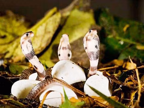 Vẻ hùng dũng của hổ mang chúa lần đầu tiên ra khỏi vỏ trứng. Tuy còn nhỏ nhưng chúng đã có uy lực của một chiến binh rừng xanh. Vẻ hùng dũng của hổ mang chúa lần đầu tiên ra khỏi vỏ trứng. Tuy còn nhỏ nhưng chúng đã có uy lực của một chiến binh rừng xanh.