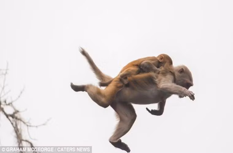 Nhiều con khỉ mẹ thậm chí còn cõng con mình trên vai để thực hiện cú nhảy.