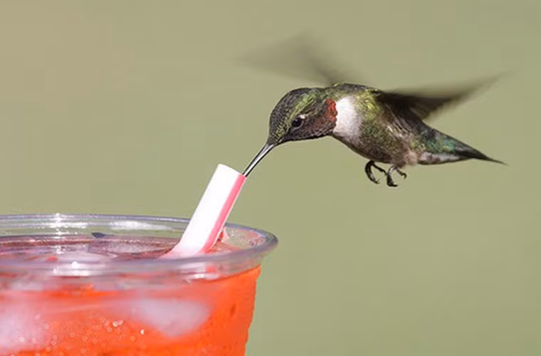 Đến chú chim ruồi này cũng biết tận dụng ống hút để giải tỏa cơn khát.