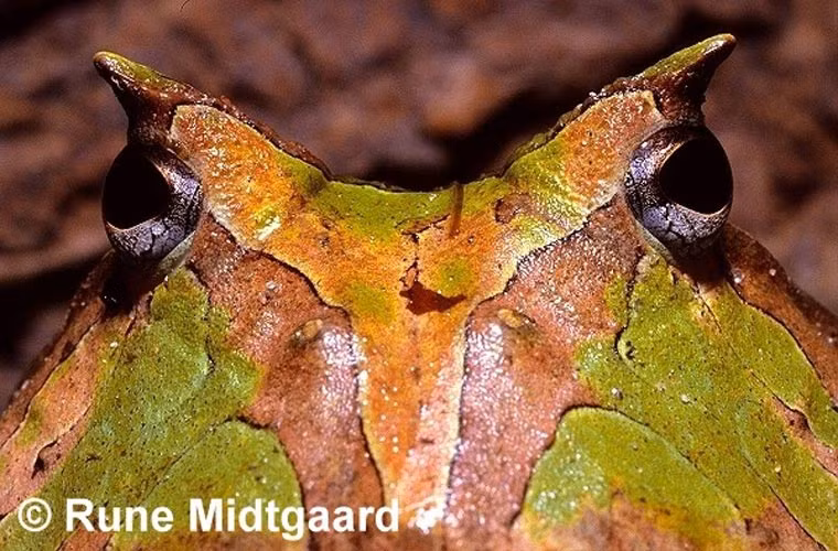 ... thậm chí là cả nòng nọc của loài mình.