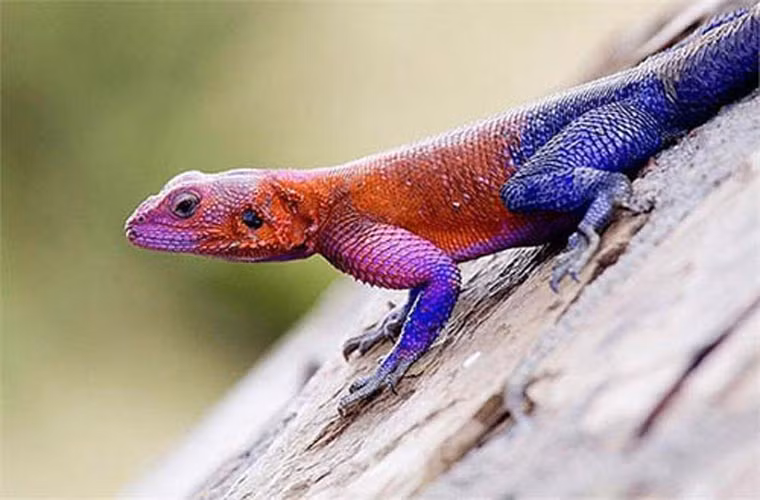 Món ăn ưa thích của thằn lằn Agama là dế và gián, cùng một số loại côn trùng khác.