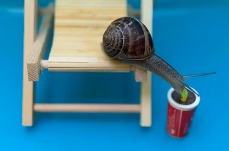 Chú sên sành điệu với ống hút.