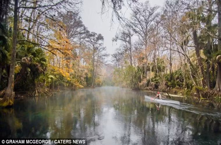 Chúng rất thông minh khi chọn một đoạn sông Silver River khá hẹp tại Florida và thời điểm khi lũ cá sấu phần lớn đã ngủ đông để thực hiện cú nhảy sinh mệnh của mình.