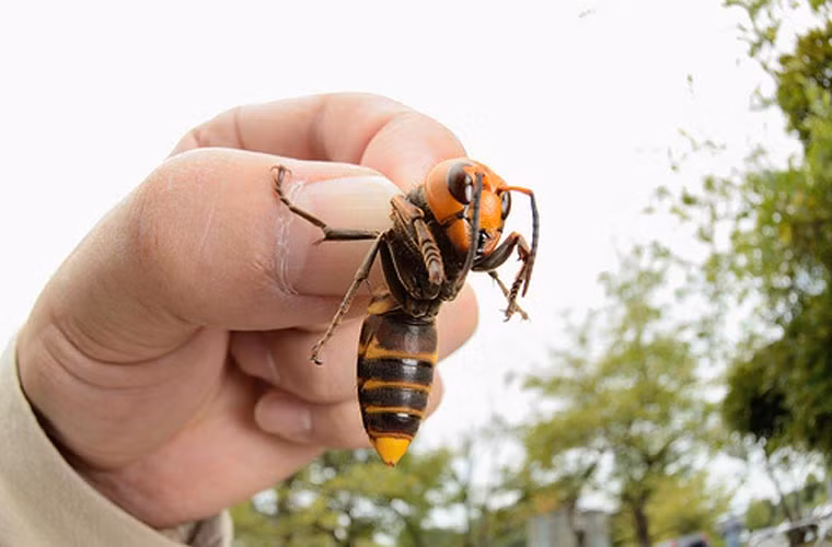 Mỗi vết đốt của loài ong này đều có thể khiến bạn tử thương, cho dù bạn là người có kinh nghiệm thế nào với việc xử lý chất độc.
