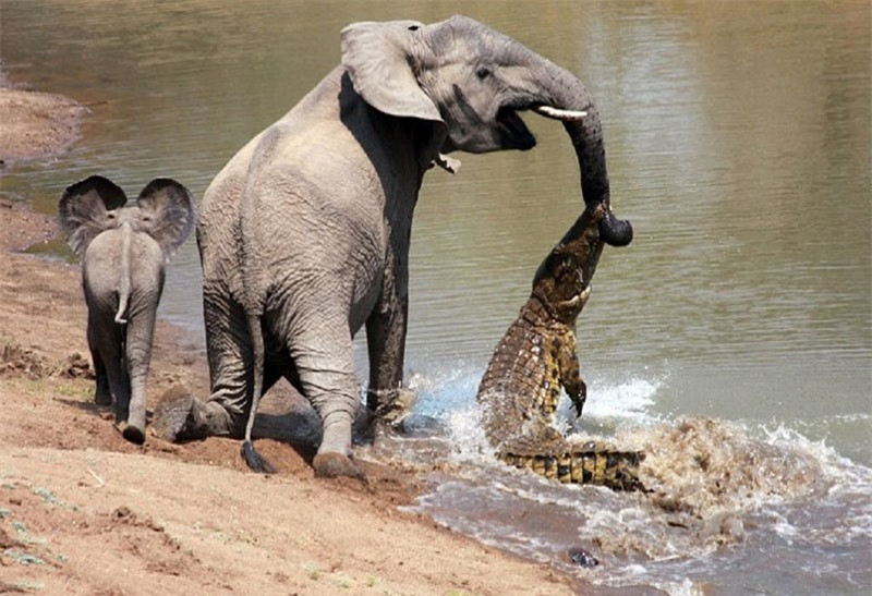 Những pha săn mồi cực kỳ kinh dị của cá sấu Nhung pha san moi cuc ky kinh di cua ca sau