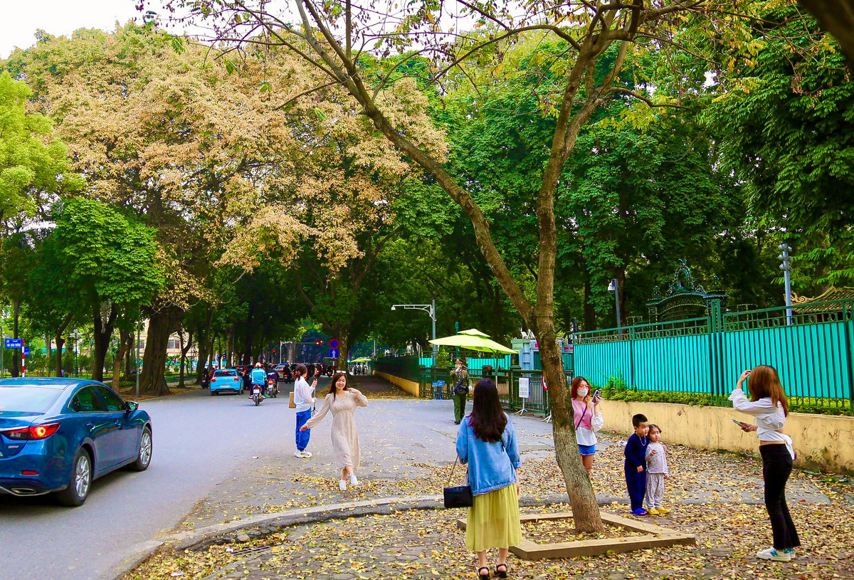 Lá vàng rơi khắp phố Hoàng Hoa Thám thu hút nhiều người về đây chụp ảnh.