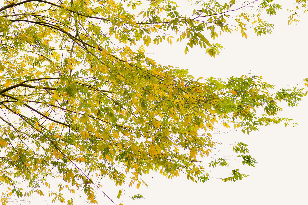 Sau chuỗi ngày mưa, nồm ẩm, trời Hà Nội bắt đầu có ánh nắng, cũng biến nơi đây là thời điểm lý tưởng cho người dân tới vui chơi, chụp ảnh.