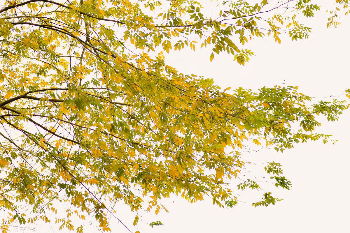 Sau chuỗi ngày mưa, nồm ẩm, trời Hà Nội bắt đầu có ánh nắng, cũng biến nơi đây là thời điểm lý tưởng cho người dân tới vui chơi, chụp ảnh.