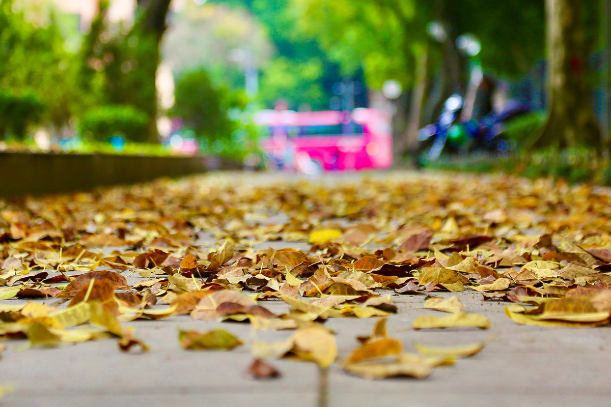 Con đường trải thảm lá vàng tạo thành một bức tranh đẹp của Hà Nội mỗi khi giao mùa.